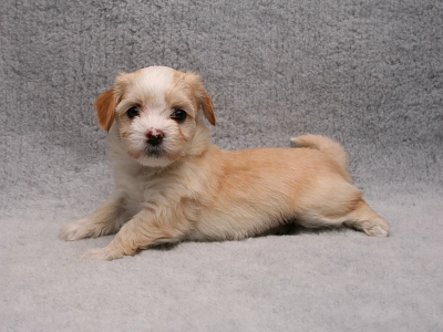 Bichon Havanais hvalp fra Kennel Miki Nanoq